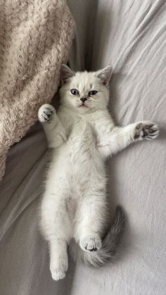 Cat Lover
