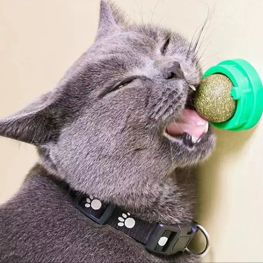 Grass Ball Dental Care and Entertainment